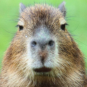 Meet your Posher, Guillermo